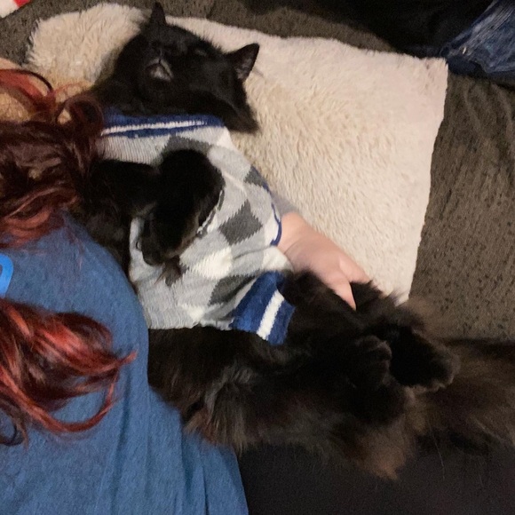 Meet your Posher, Lexi - Picture 4 of 8